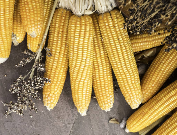 玉米供求關(guān)系影響著價格，2022年我國玉米播種面積和產(chǎn)量或?qū)⒊掷m(xù)增加(圖2)