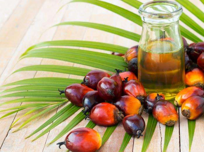 如何投資建設(shè)棕櫚油加工廠？企鵝糧油機械在線為您答疑解惑(圖1)