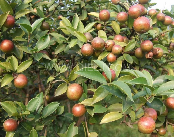 茶籽油壓榨設(shè)備認準企鵝機械，性能穩(wěn)定操作便利(圖1)